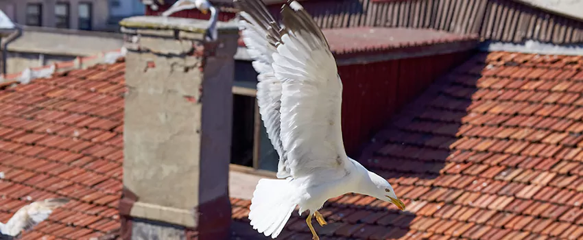 Residential Chimney Animal Removal Solution in Pocatello, ID